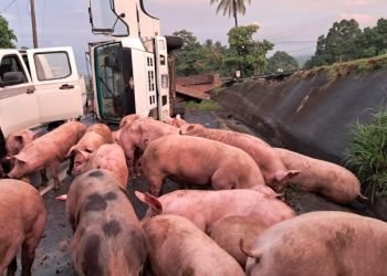 Estas enfermedades, que son "altamente contagiosas" y cruzan fronteras, pueden generar pérdidas anuales de entre US$48,000 y US$300,000 millones.