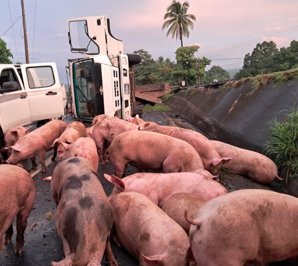 Estas enfermedades, que son "altamente contagiosas" y cruzan fronteras, pueden generar pérdidas anuales de entre US$48,000 y US$300,000 millones.