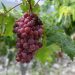 En 2023, se realizan ensayos de siete variedades de uvas en estaciones experimentales en Baní, Azua y San Juan. | Kelvin James
