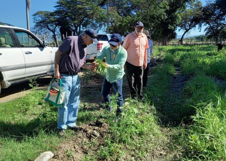 Especialista evalúa daños en habichuelas. Fuente externa.