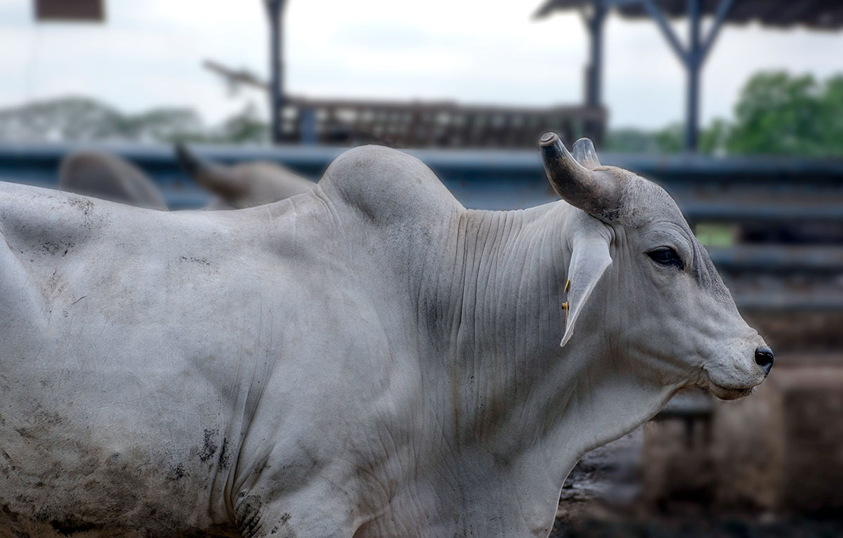 exportacion de carne ganaderia dominicana