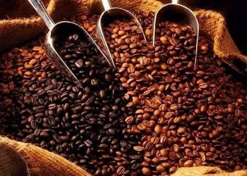 Este auge se debe en gran parte a la calidad reconocida del café dominicano en mercados internacionales.