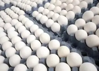 El empresario avícola reveló que al cierre de 2024, se alcanzaron 2.5 millones de gallinas reproductoras, un aumento significativo respecto a los 1.85 millones de 2019.
