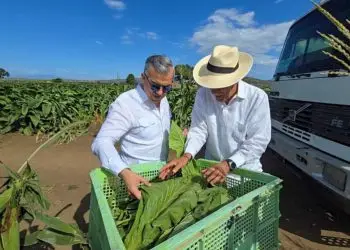 Iván Hernández Guzmán destaca fábricas de tabaco generan más de 110,000 empleos directos e indirectos.