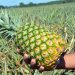 En 2019 República Dominicana exportó frutas, cortezas de agrios (cítricos), melones o sandías por un valor de US$313.4 millones.
