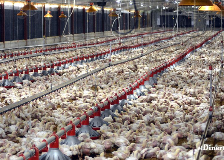 A pesar de la presencia de la enfermedad de Newcastle en el país, Osmar Benítez, presidente de la JAD, argumenta que RD puede exportar productos avícolas como la pechuga de pollo.