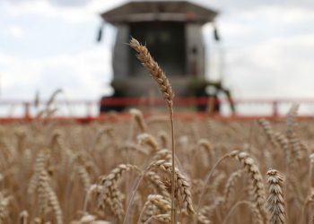“Los productos agrícolas y el grano ucraniano son cruciales para el suministro de alimentos en el mundo y una de las claves de la recuperación económica del país”, dice USAID en la nota. - Fuente externa.