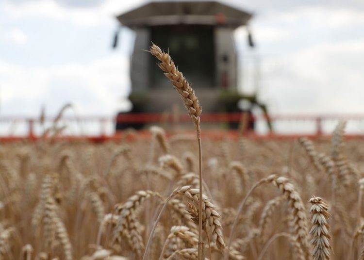 “Los productos agrícolas y el grano ucraniano son cruciales para el suministro de alimentos en el mundo y una de las claves de la recuperación económica del país”, dice USAID en la nota. - Fuente externa.