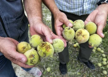 Según la FAO, estas pérdidas tienen graves implicaciones para la seguridad alimentaria y la estabilidad rural.