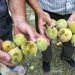 Según la FAO, estas pérdidas tienen graves implicaciones para la seguridad alimentaria y la estabilidad rural.