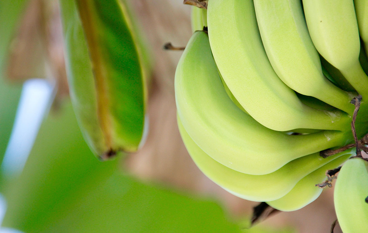financiamiento sector agopecuario