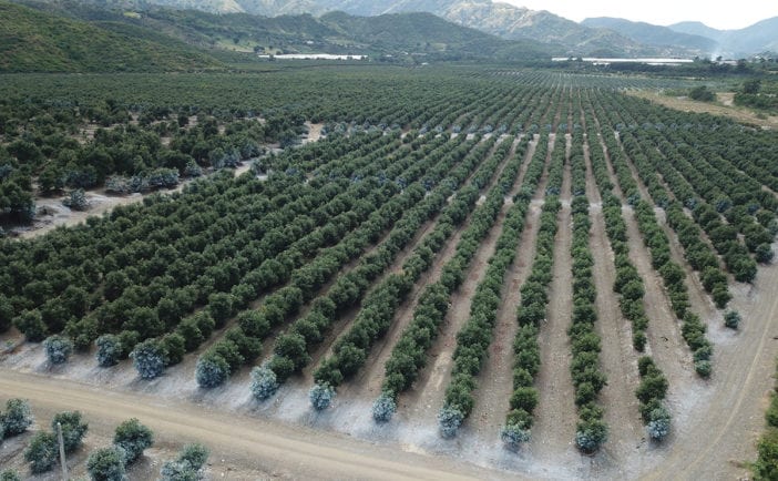 finca de aguacates macapi