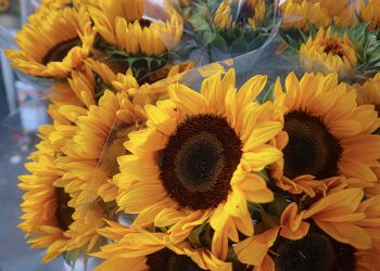 En 2023 República Dominicana importó rosas por un valor de US$1.6 millones.