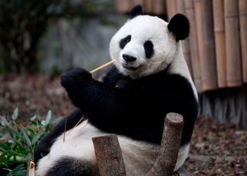 Oso panda - Fuente externa.