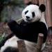Oso panda - Fuente externa.