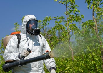 Karina Castellanos dice protocolos de fumigación preventiva incluyen evaluaciones fitosanitarias periódicas y tratamientos preventivos con productos biodegradables.