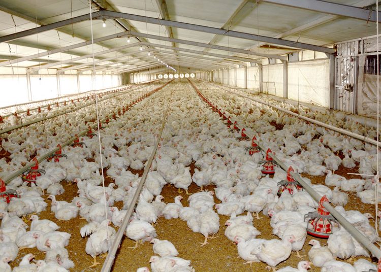 La producción de pollo depende de productos importados.