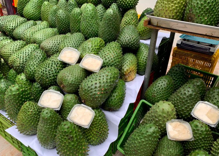 Los árboles casi siempre verdes sólo pierden hojas cuando florecen. | Fuente externa