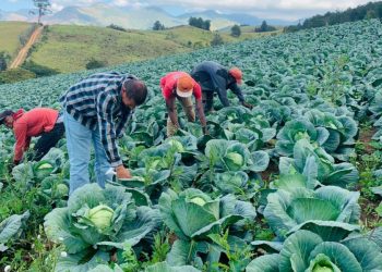 guayabal-agricultura