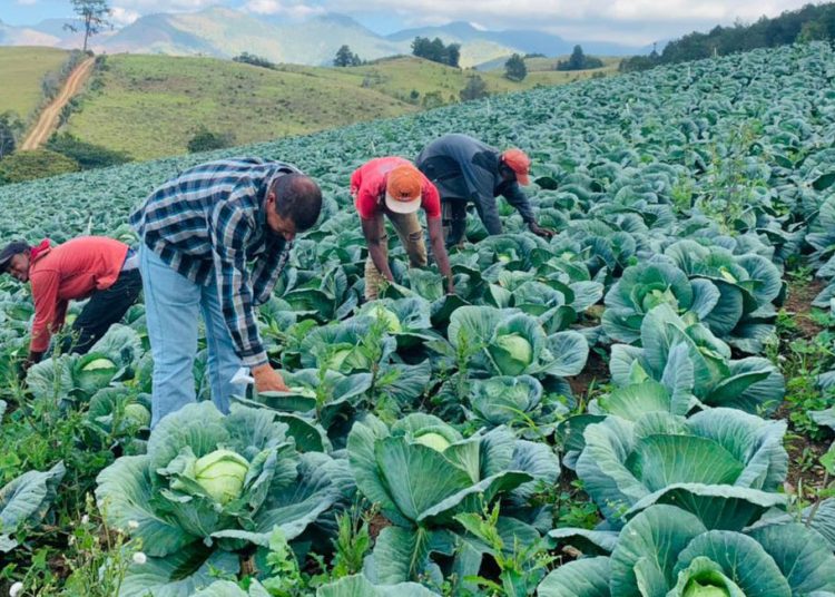 guayabal-agricultura