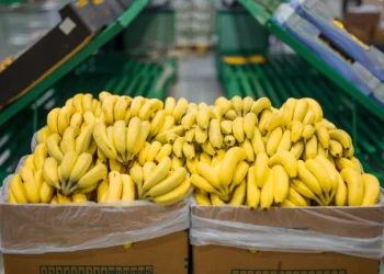 El número de países a los que se exporta el banano orgánico cayó de 16 en 2019 a solo 9 en 2024.