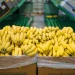 El número de países a los que se exporta el banano orgánico cayó de 16 en 2019 a solo 9 en 2024.