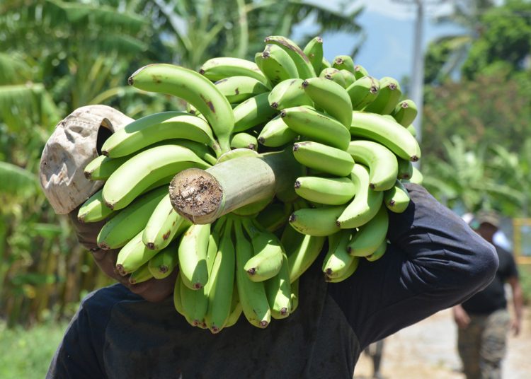guineo-exportaciones-nacionales