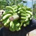guineo-exportaciones-nacionales