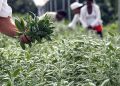 Las hierbas aromáticas son utilizadas tanto en la gastronomía como en productos medicinales y naturales.