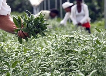 Las hierbas aromáticas son utilizadas tanto en la gastronomía como en productos medicinales y naturales.