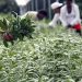 Las hierbas aromáticas son utilizadas tanto en la gastronomía como en productos medicinales y naturales.
