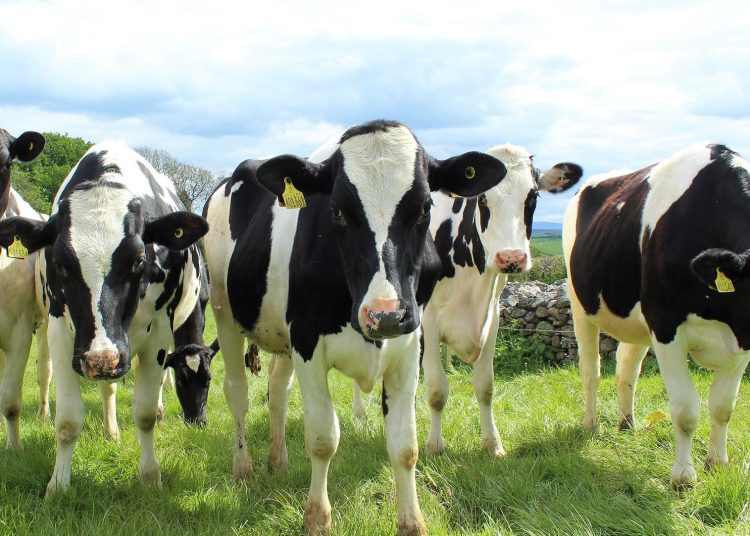 Vacas