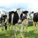 Vacas