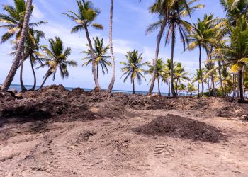 La institución verificó la remoción total de la capa freática del suelo en algunos puntos en las playas de Uvero Alto.