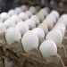 República Dominicana es autosuficiente en la producción de huevos.