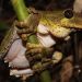La conservación de estas especies es crucial para el equilibrio de los ecosistemas de la isla.- Fuente externa.