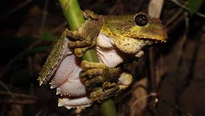 La conservación de estas especies es crucial para el equilibrio de los ecosistemas de la isla.- Fuente externa.