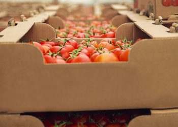 "Otra gran noticia, si la podemos llamar así, es que América Latina y el Caribe es la única región que redujo la hambruna", agregó Lubetkin. - Fuente externa.