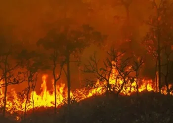 Si no hubiera sido una temporada de incendios tranquila en las sabanas africanas, la temporada de incendios de 2023-24 habría establecido un nuevo récord de emisiones de CO2 a nivel mundial.