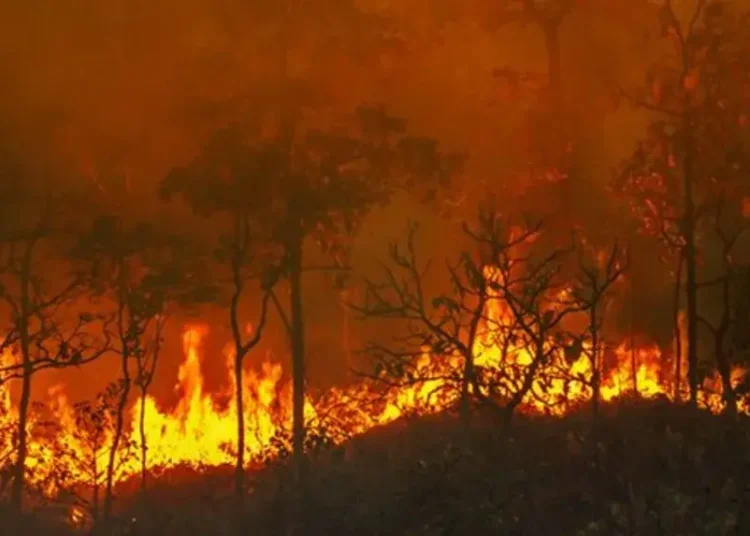 Si no hubiera sido una temporada de incendios tranquila en las sabanas africanas, la temporada de incendios de 2023-24 habría establecido un nuevo récord de emisiones de CO2 a nivel mundial.
