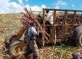 Trabajadores cañeros en El Seibo sostienen la producción azucarera dominicana bajo condiciones exigentes.