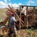 Trabajadores cañeros en El Seibo sostienen la producción azucarera dominicana bajo condiciones exigentes.