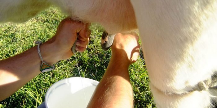 industria lactea dominicana leche