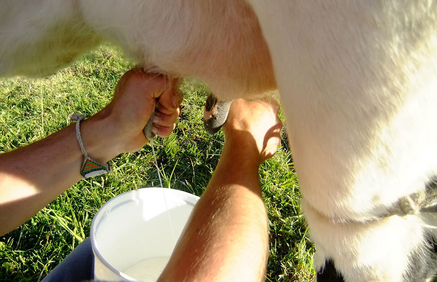 industria lactea dominicana leche