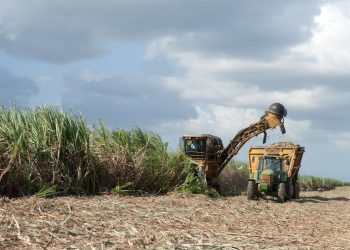 Para la presente zafra 2023-2024, que ya está por terminar, la proyección es producir 582,849 TM. - Fuente externa.