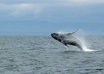 Ballena - Fuente externa.