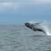 Ballena - Fuente externa.