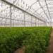 La superficie dedicada al cultivo bajo techo o ambiente controlado (invernadero) creció un 7.9% de 2016 a 2022.