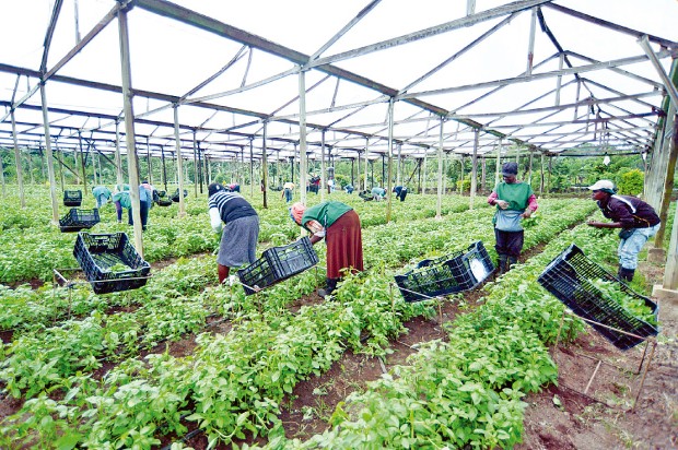 En la producción en invernaderos se destacan el ají morrón o pimiento, pepino, tomate cherry, ají cubanela, tomate clúster (ensalada) y ají picante (hot pepper. | elDinero