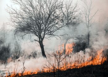 Las sequías son cada vez más comunes, y República Dominicana está entre los países con mayores riesgos de enfrentar ese fenómeno climático este 2023.